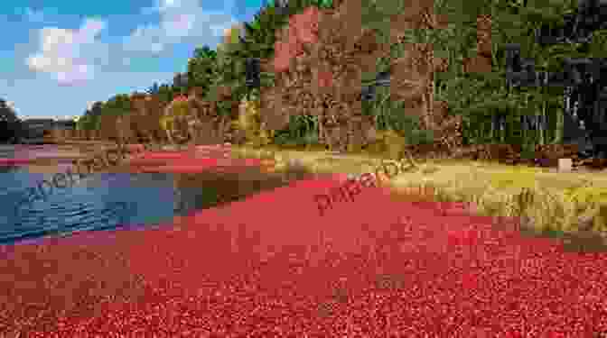 A Cranberry Bog On Cape Cod Cape Cod ABCs