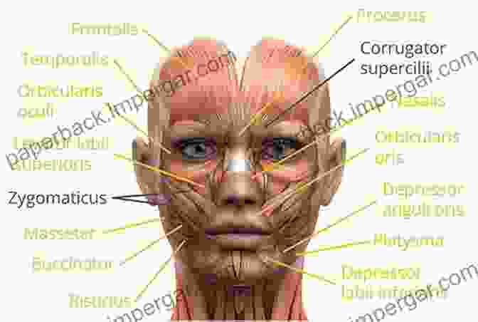 A Diagram Of The Human Face, Showcasing The Muscles Involved In Different Facial Expressions. The Writer S Guidebook To Facial Descriptions And Body Language