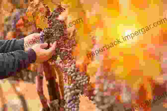 Austrian Winemaker Carefully Inspecting Grapes In The Vineyard The Wines Of Austria (The Infinite Ideas Classic Wine Library)