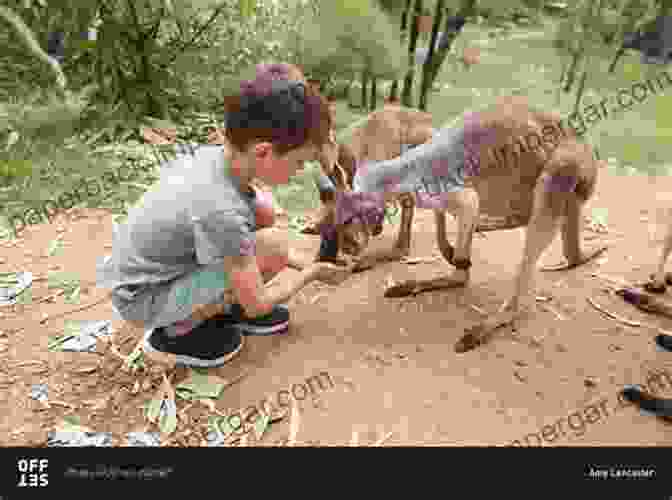 Boy Feeding A Baby Kangaroo A Kid On A Farm (Outback Australia 2)