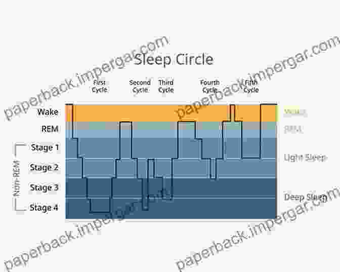 Circadian Rhythm Illustration: A Circular Diagram Showing The 24 Hour Sleep Wake Cycle, With Alternating Light And Dark Areas Rhythms Of Learning