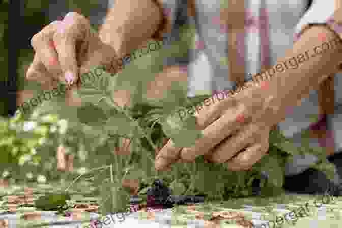 Close Up Of Hands Gently Tending To A Young Plant In The Garden. Transplantations : (from My Mother S Garden)