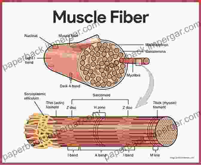 Diagram Of A Skeletal Muscle Fiber Showing Its Structure And Components Muscular System (Speedy Study Guides)