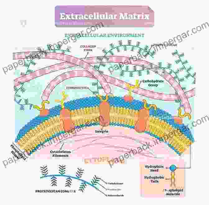 Extracellular Matrix Genes Biology Of Extracellular Matrix: Uncover The Secrets Of Cell Architecture Extracellular Matrix Genes (Biology Of Extracellular Matrix)