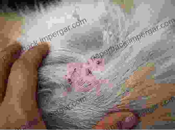 Image Of A Flea Infestation On A Dog's Fur HOW TO GET RID OF FLEAS MICE RATS And ANTS IN YOUR HOME INSTANTLY