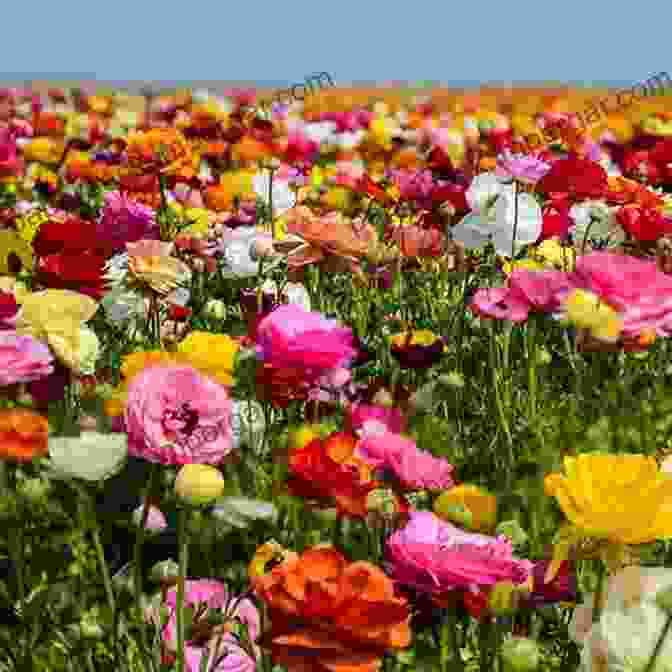 Picture Of A Field Of Flowers Blooming Flower Gardening For Beginners: The Essential 3 Step System On How To Plant Flowers Grow From Seeds Design Your Landscape And Maintain A Beautiful Flower Yard