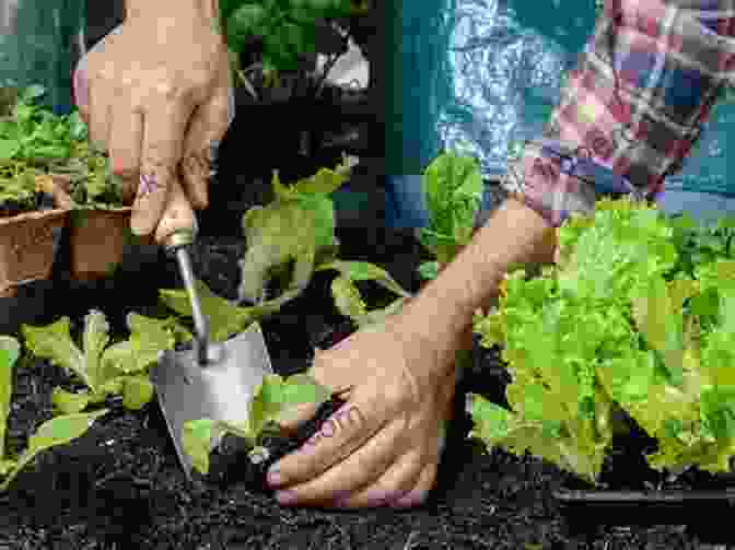 Picture Of A Person Transplanting Seedlings Into A Garden Flower Gardening For Beginners: The Essential 3 Step System On How To Plant Flowers Grow From Seeds Design Your Landscape And Maintain A Beautiful Flower Yard