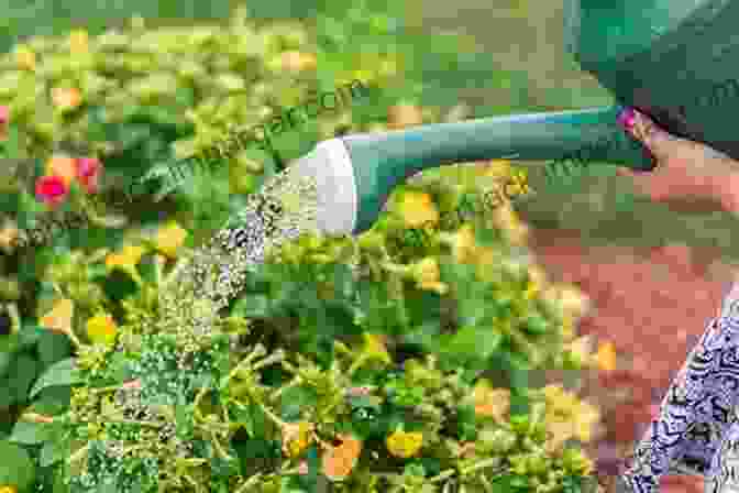 Picture Of A Person Watering Flowers In A Garden Flower Gardening For Beginners: The Essential 3 Step System On How To Plant Flowers Grow From Seeds Design Your Landscape And Maintain A Beautiful Flower Yard