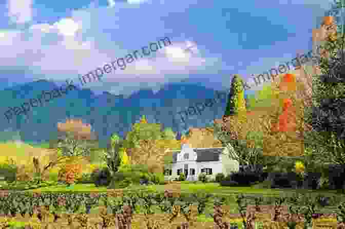 Rolling Vineyards Stretching Across The Cape Winelands The Wines Of South Africa