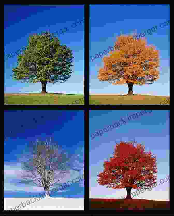 Seasonal Rhythm Illustration: A Collage Of Images Representing Different Seasons, Such As Spring, Summer, Fall, And Winter Rhythms Of Learning