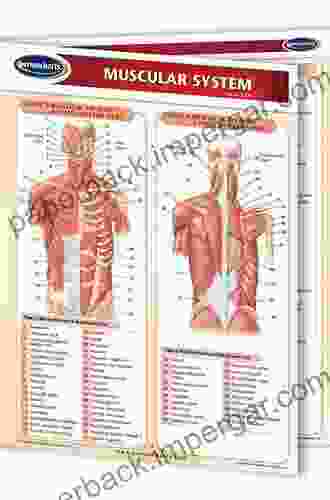 Muscular System (Speedy Study Guides)